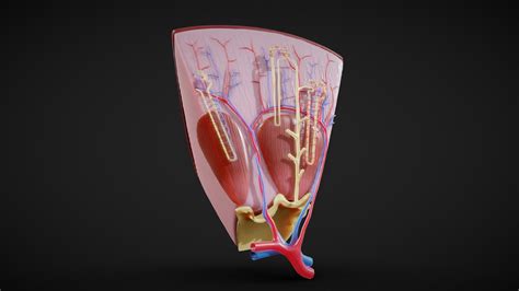 Kidney Nephron Structure Anatomy - Buy Royalty Free 3D model by Nima (@h3ydari96) [c011d80 ...