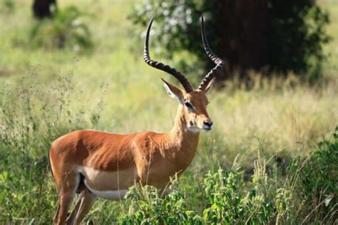 Animals With Horns: The Most Amazing Horns in The Animal Kingdom