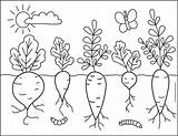 Easy How To Draw Vegetables Tutorial And Vegetable Coloring Page sketch template