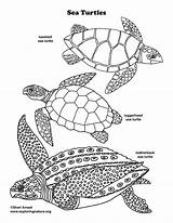 Sea Turtle Coloring Pages  page sketch template