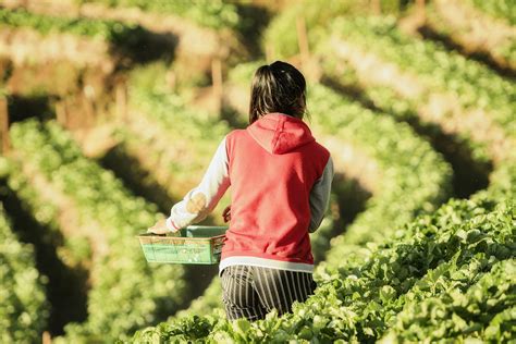 A worker on a strawberry farm - Verité