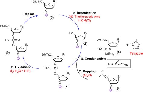 Molecules | Free Full-Text | Synthesis of DNA/RNA and Their Analogs via Phosphoramidite and H ...