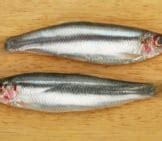 Sprat - Description, Habitat, Image, Diet, and Interesting Facts