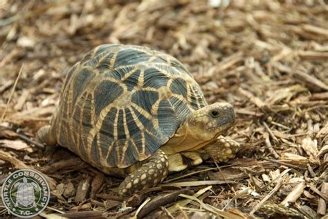 Burmese star tortoise (Geochelone platynota) | Freshwater turtles ...