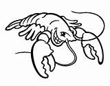 Lobster Claw Drawing At GetDrawings  Free Download sketch template