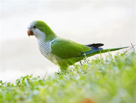 Small Green Parrot Species