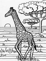 Free Printable Giraffe Coloring Pages For Kids sketch template