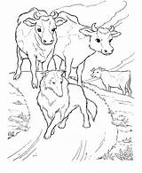Free Printable Cow Coloring Pages For Kids sketch template