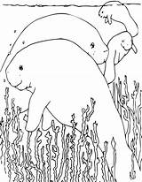 Manatee Coloring Page Sketch sketch template