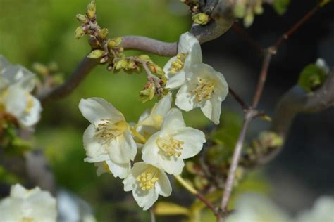 18 Beautiful Mock Orange Varieties (Philadelphus) - Petal Republic