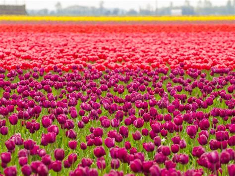 Du lịch Hà Lan tháng 8: Ghé thăm thiên đường hoa tulip rực rỡ sắc màu