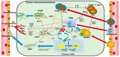 IJMS | Free Full-Text | Roles of CCL2-CCR2 Axis in the Tumor Microenvironment