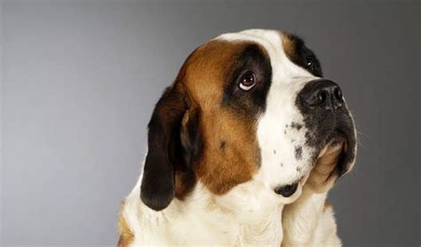 St. Bernard Names – 130+ Perfect Ideas - My Dog's Name