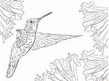 Magnificent Hummingbird coloring page  Free Printable Coloring Pages sketch template