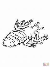 Louse Parasite coloring page  Free Printable Coloring Pages sketch template
