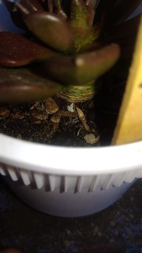 Are these mealybugs that are on my plant? What can I do to get rid of it? : r/succulents