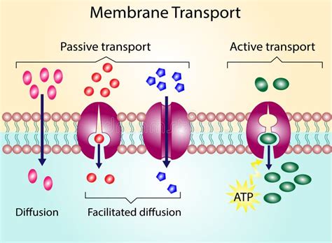 Passive Transport Stock Illustrations – 265 Passive Transport Stock ...