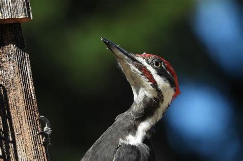 Juvenile Pileated Woodpecker Identification & Facts