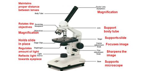 Compound Light Microscope Parts Quiz | Shelly Lighting