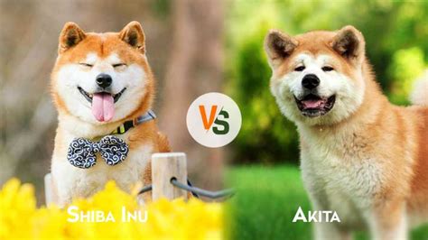 Shiba Inu vs Akita size temperament fight comparison & difference