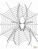 Spider On Its Web coloring Page  Free Printable Coloring Pages sketch template