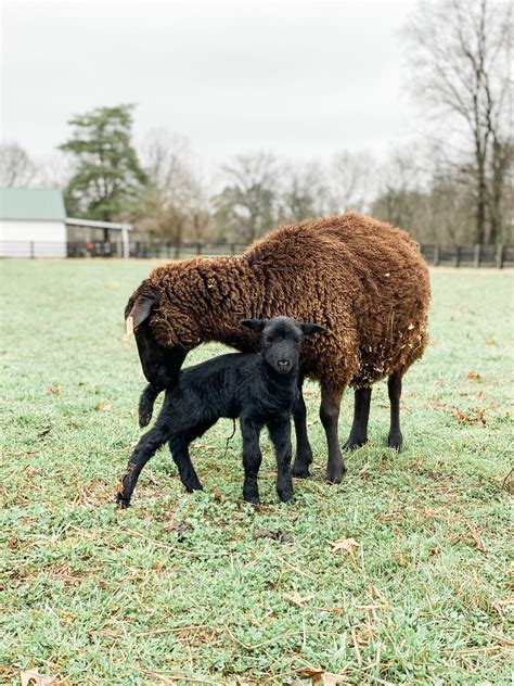 Black Welsh Mountain Sheep - The Livestock Conservancy