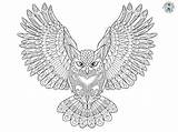 Owl Detailed Coloring Page  Treasure Hunt 4 Kids sketch template