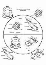 frog life Cycle coloring Page For Kids sketch template