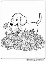 8 Dachshund Coloring Pages  Free Printable PDF sketch template
