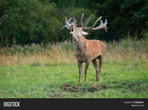 Red Deer Nature Image & Photo (Free Trial) | Bigstock