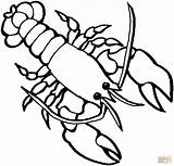 Lobster 2 coloring Page  Free Printable Coloring Pages sketch template