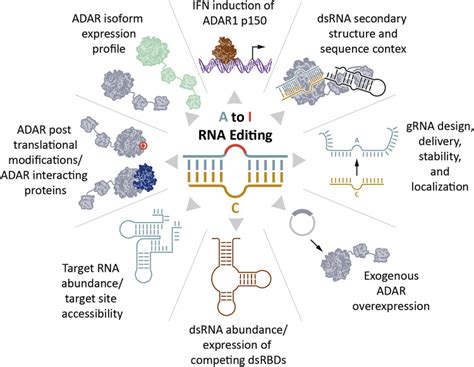 RNA editing: Expanding the potential of RNA therapeutics: Molecular Therapy