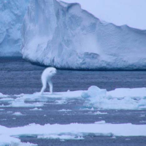 "Ningen" humanoides, criaturas de la Antártida - Taringa!