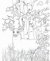 Deer Hunting Coloring Pages At GetColoringscom  Free Printable sketch template