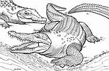 American Alligator Coloring Pages  Malvorlagen Tiere Krokodil Kürbis sketch template