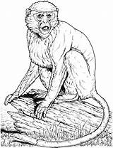 Realistic Monkey Coloring Page sketch template
