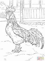 Brown Leghorn rooster  Chicken coloring Pages Coloring Pictures Bird sketch template