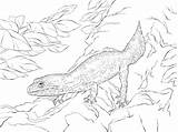 Cartoon Gecko Coloring Page  Free Printable Pages For Kids sketch template