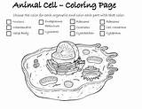 Animal Cell  Coloring Page By XenoZoologyXperience TPT sketch template