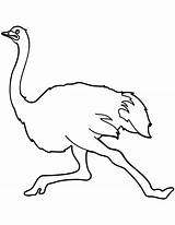 Ostrich Is Running sketch template