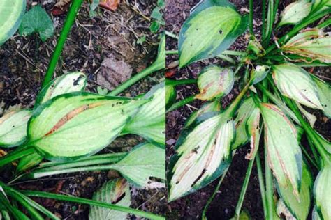 Identifying And Treating 11 Common Hosta Diseases (with Images) - Garden For Indoor