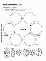 Meiosis Activity Coloring Pages sketch template
