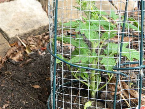 [DIY] Protect your plants with this easy possum shield! | 1 Million Women