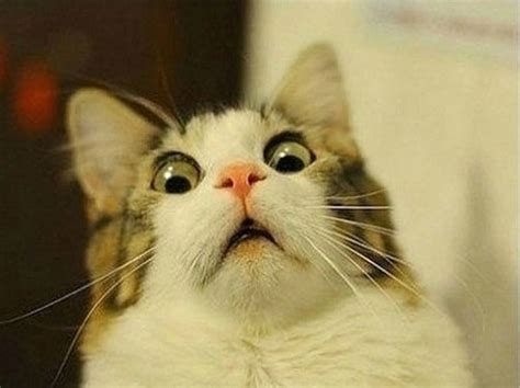 20-Funny-Shocked-Cat-Memes-3 | Sparkle Motion | Flickr