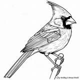 Arizona Cardinals Coloring Pages  Free & Printable sketch template