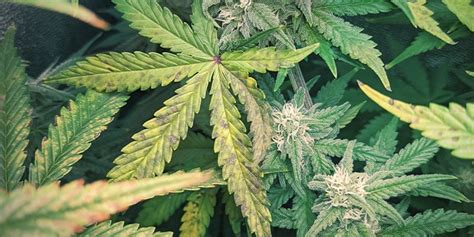 How To Fix Phosphorus Deficiency In Weed - Zamnesia