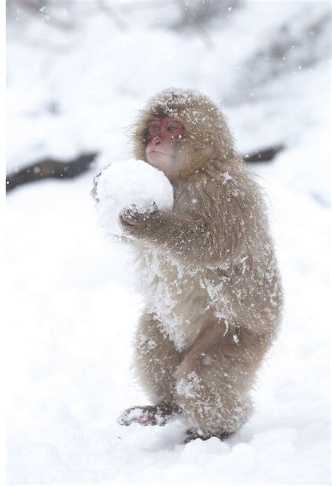 Monkey With A Snowball Pictures, Photos, and Images for Facebook ...