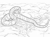 Rattlesnake Coloring Page  Pages sketch template