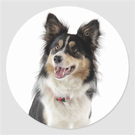 Love Tri-Color Border Collie Puppy Dog Classic Round Sticker | Zazzle ...