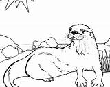 Otter coloring Sheet teaser  ZooTampa At Lowry Park sketch template
